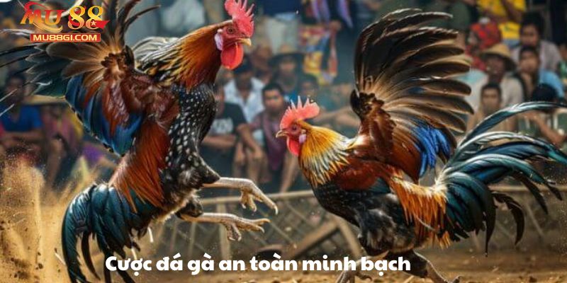 An toàn minh bạch chơi cược thả ga