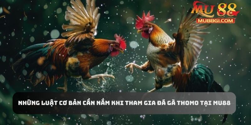 Những luật cơ bản cần nắm khi tham gia đá gà Thomo tại Mu88