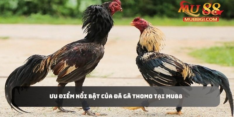 Ưu điểm nổi bật của đá gà Thomo tại Mu88